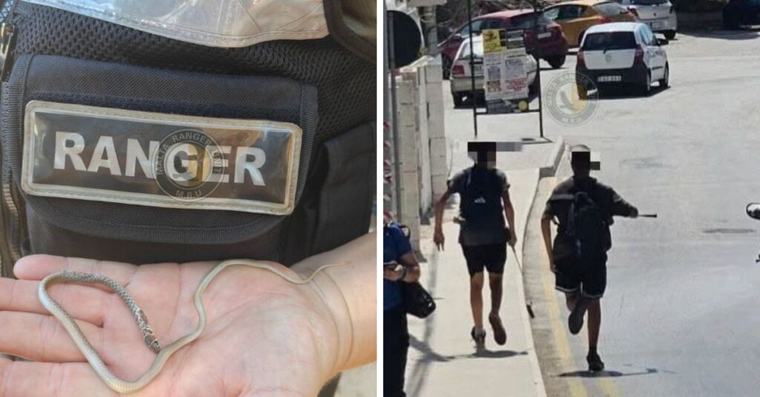 Malta Rangers Appeal For Information After Protected Snake Beaten To Death In St Paul’s Bay
