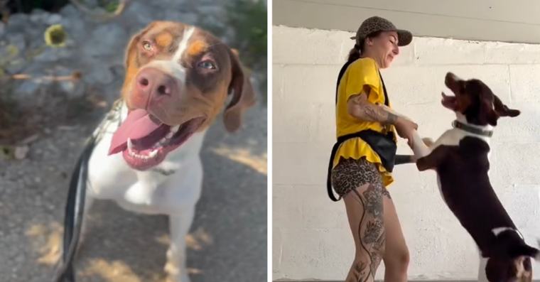 Watch: Young Dog Chip Searches For Forever Home After Being Surrendered To Maltese Shelter